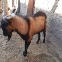 بزسانن و آلپاین