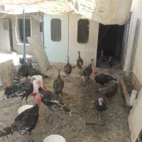 بوقلمون نروماده|حیوانات مزرعه|کرج, شهرک امیر المومنین|دیوار