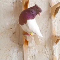 پرنده زیبا نرو ماده کله زرد کله سرخ