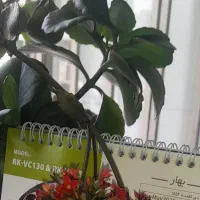 اجاره مغازه