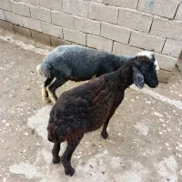 بره افشاری مخصوص پرواری (گوسفند)|حیوانات مزرعه|گنبد کاووس, |دیوار