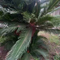 گیاه سیکاس پرپشت و زیبا