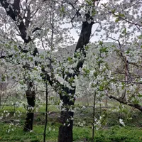 زمین باغی فروشی واقع در روستای مغان1000متر|فروش زمین و ملک کلنگی|مشهد, شهرک بهارستان|دیوار