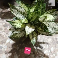 گل و گیاه|گل و گیاه طبیعی|بندر گناوه, |دیوار