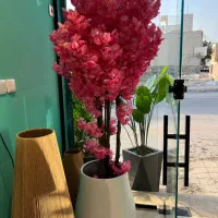 درختچه های شکوفه