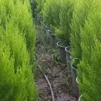 کاج لاوسون گلدان۳/۵و۷و۱۲|گل و گیاه طبیعی|کلاچای, |دیوار