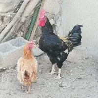 خروس جوان و سالم و سرحال|حیوانات مزرعه|شاهین دژ, |دیوار