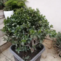 فروش درختچه کراسولا آواتا (یشم)|گل و گیاه طبیعی|اسالم, |دیوار