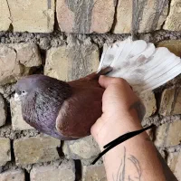 کفتر عروس هلندی