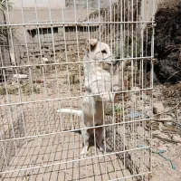 سگ خونگی|سگ|بندر گناوه, |دیوار