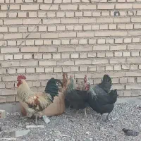 فروش پنج عدد خروس محلی