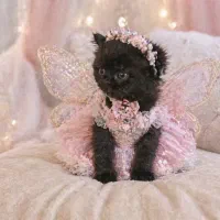 توله گربه نژاد پرشین اصیل صورت فلت