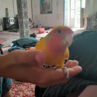 طوطی|پرنده|کرمان, |دیوار