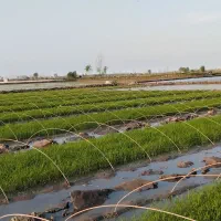 برنج طارم هاشمی عطری درجه فریدونکنار|عمده‌فروشی|لواسان, |دیوار