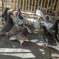 کبوتر جوجه شهری