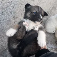 سگ هاسکی|سگ|آشخانه, |دیوار