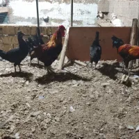 مرغ خروس عربی