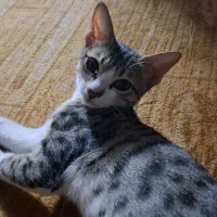 گربه گم شده|حیوانات|رشت, خرسندی|دیوار