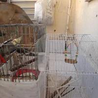 قفس پرنده