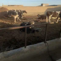 معاوضه گاو باکامیون