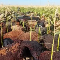 میش و شیشک درجه یک