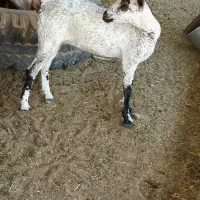 بزغاله قشنگ|حیوانات مزرعه|خرمشهر, |دیوار