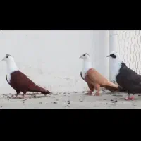 ماده ی مخملی