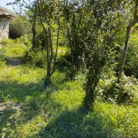 فروش زمی|فروش زمین و ملک کلنگی|رشت, گیل|دیوار