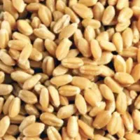 گندم مخصوص تخم