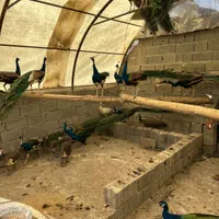 طاووس بالغ ۴ساله به شرط