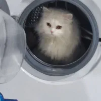 گربه آلمانی نر