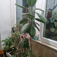 گیاه|گل و گیاه طبیعی|اردبیل, |دیوار
