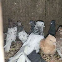 کبوتر کفتر|پرنده|مشهد, فاطمیه|دیوار