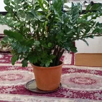 فروش گل زاموفیلیا