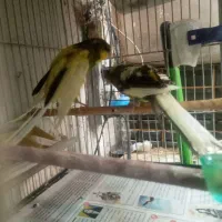 قناری کشیده بلند برادر و خواهر