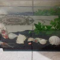 اکواریوم به همراه ماهی گلدفیش و اقلام