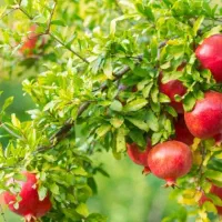 فروش نهال انار با سود دهی