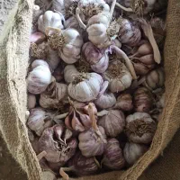 فروش سیر درجه 1