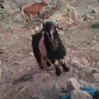بهده|حیوانات مزرعه|اندیکا, |دیوار