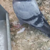 کبوتر پرنده