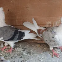 ۸ طوق کفتر