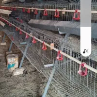 سلام قفس مرغی سالم