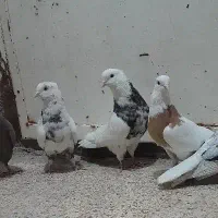 کبوتر۴تا نر. وماده   رنگی.