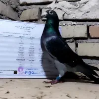 پرنده چاپی نر