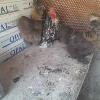 تخمه مرغ تازینی نتفه دار