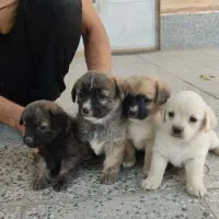 واگذاری توله سگ پاگ و شیتزو