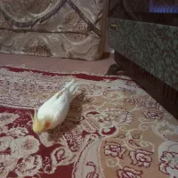 عروس هلندی سخنگو|پرنده|اطاقور, |دیوار