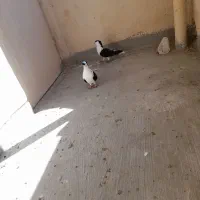 ساده سیاه کاکل