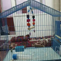 قفس پرنده بزرگ