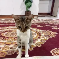 واگذاری رایگان گربه دوست داشتنی و ملوس